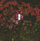 Solar Garden Light-23224